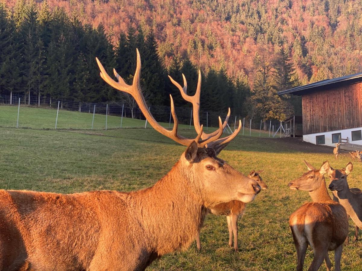 Berghof Haselsberger Otel Sankt Johann in Tirol Dış mekan fotoğraf