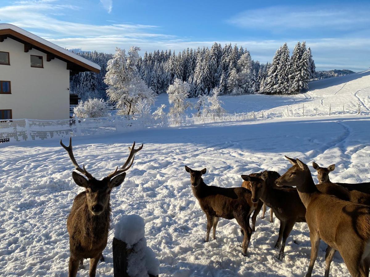 Berghof Haselsberger Otel Sankt Johann in Tirol Dış mekan fotoğraf