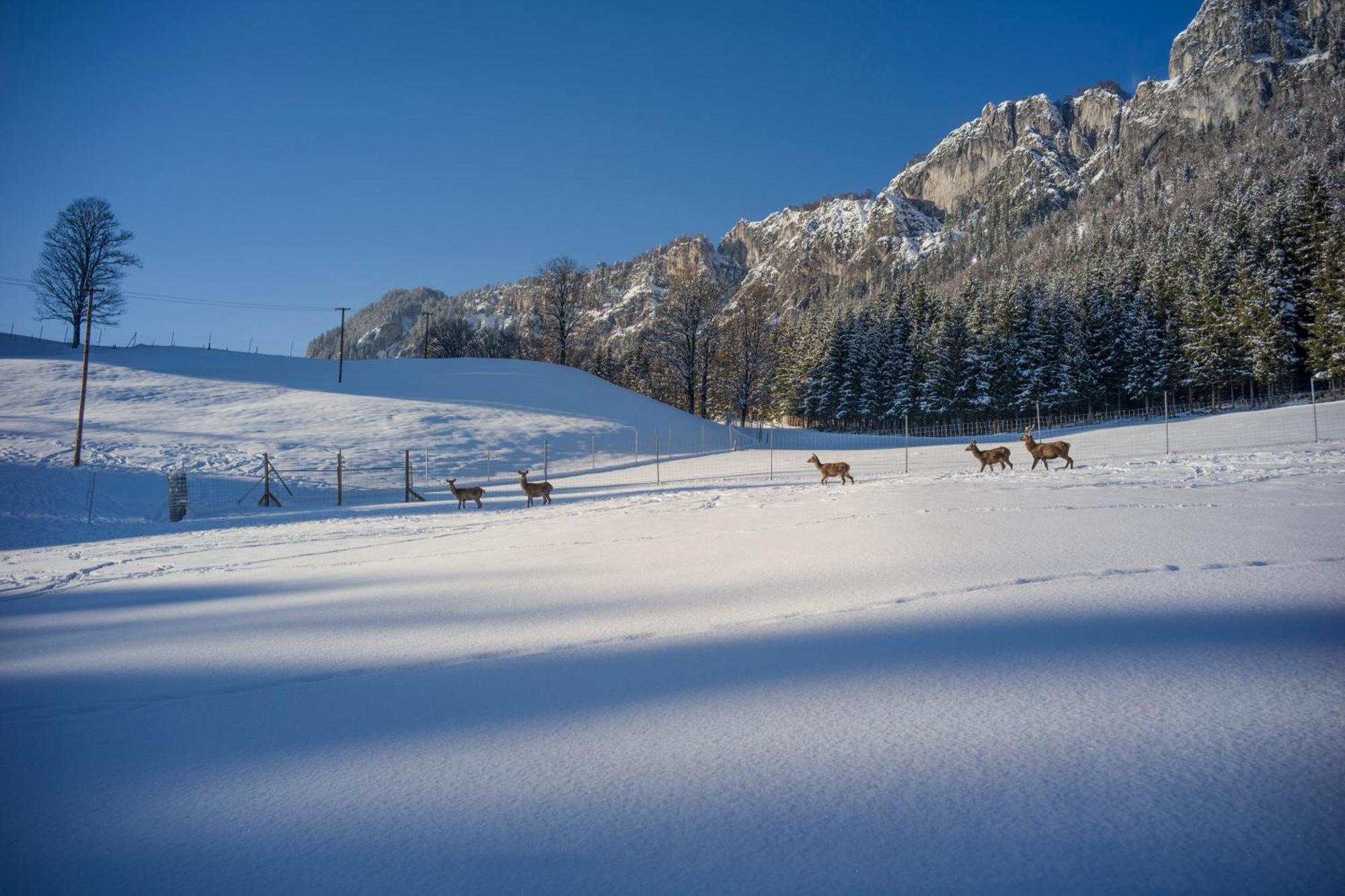 Berghof Haselsberger Otel Sankt Johann in Tirol Dış mekan fotoğraf