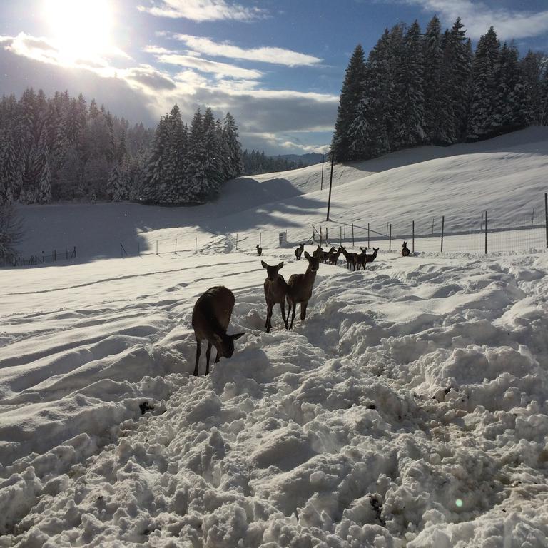 Berghof Haselsberger Otel Sankt Johann in Tirol Dış mekan fotoğraf