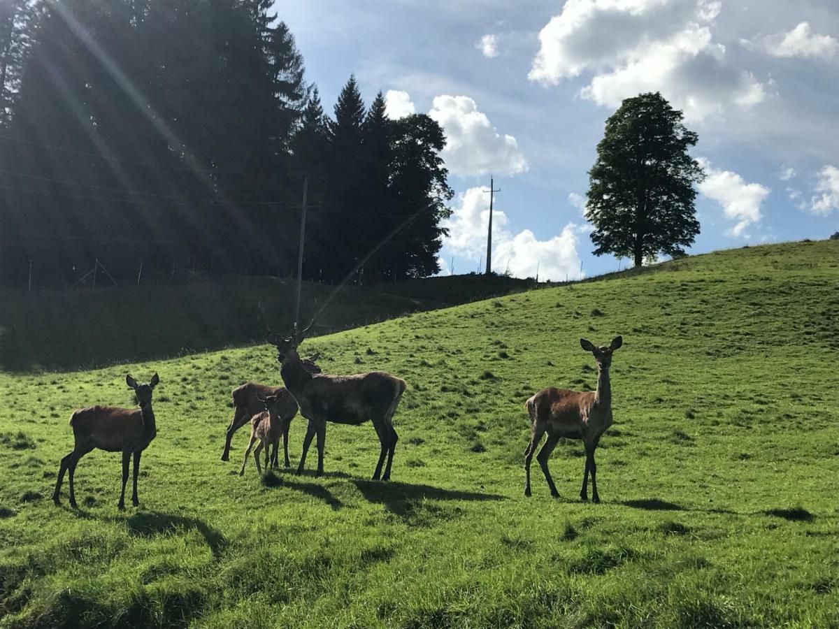 Berghof Haselsberger Otel Sankt Johann in Tirol Dış mekan fotoğraf